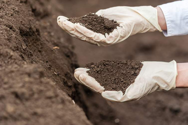 Edafología: por qué es importante estudiar la naturaleza del suelo