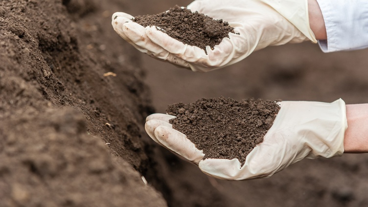 Edafología: por qué es importante estudiar la naturaleza del suelo